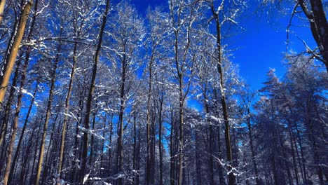 Langsam-Rotierende-Aufnahmen-Von-Teilweise-Schneebedeckten-Bäumen-Vor-Der-Kulisse-Eines-Klaren,-Blauen-Himmels