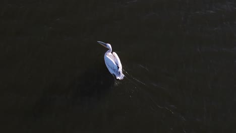 Aerial-drone-view-drone-camera-following-the-birds-and-the-bird-swimming-in-the-water