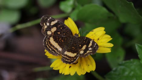 Mariposa-Posando-Sobre-Una-Flor-Amarilla