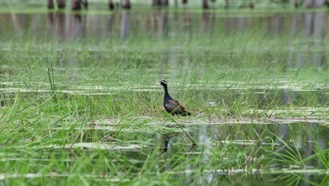 Seen-in-the-middle-as-the-camera-zooms-out,-Bronze-winged-Jacana-Metopidius-indicus,-Thailand
