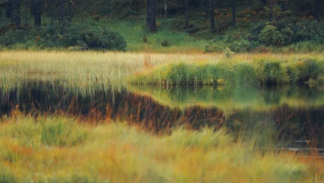 A-swampy-lake-with-grassy-banks-in-autumn-tundra