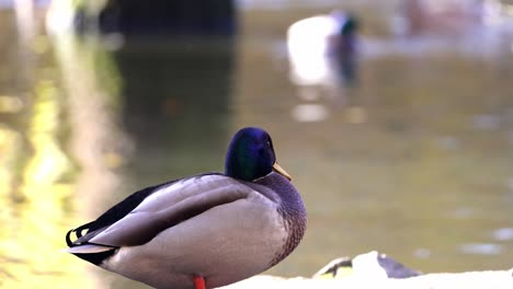 A-duck-is-standing-on-a-rock-by-a-body-of-water