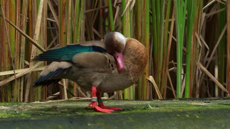 Primer-Plano-De-Un-Draco-Macho,-Cerceta-Brasileña,-Amazonetta-Brasiliensis,-Frotándose-La-Cabeza-Por-Todo-El-Cuerpo,-Acicalándose,-Acicalándose-Y-Limpiando-Sus-Plumas-En-El-Recinto