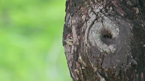 Camera-zooms-out-as-this-bird-looks-out-of-its-burrow,-Speckle-breasted-Woodpecker-Dendropicos-poecilolaemus,-Thailand