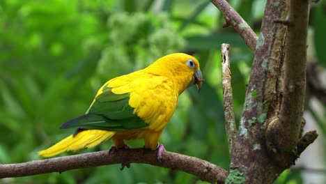 Golden-conure-perched-on-tree-branch,-chew-and-bite-off-the-tree-branch,-displaying-beak-maintenance-behaviour,-close-up-shot