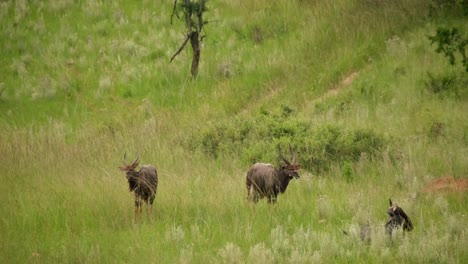 Nyala-Pastando-En-La-Hierba-Alta