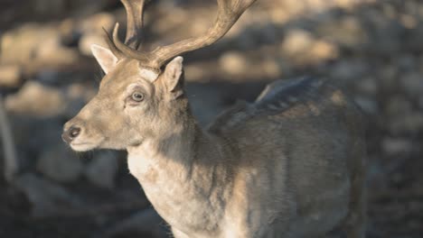 A-close-up-smooth-shot-of-a-young-wild-deer-with-brown-sharp-horns,-warm-sun-lighting-on-his-face,-Slow-motion-4K-zoom-in-video,-wildlife-in-America