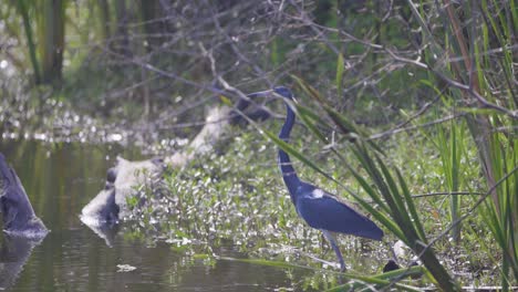 Tricolored-Heron-takeoff-from-water's-edge-in-Florida-everglades