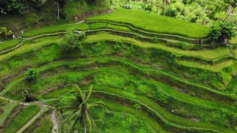 beautyfull-Tegallalang-rice-terraces-on-Bali,-Indonesia