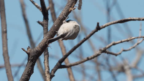 Marsh-tit-bird-foraging-pecking-tree-branch-bark-in-spring