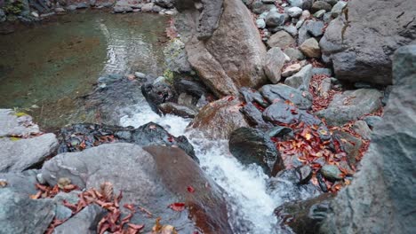 Autumn-leaves-on-rocks-in-a-serene-stream,-a-tranquil-natural-scene