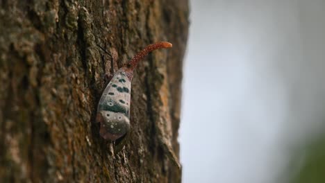 Seen-resting-on-the-bark-moving-a-little-as-the-camera-zooms-out-sliding-to-the-left,-Pyrops-ducalis-Lantern-Bug,-Thailand