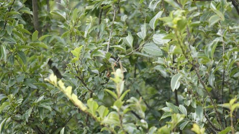 El-Pájaro-Myna-Indio-Se-Alimenta-De-Un-árbol,-Como-Telón-De-Fondo-Urbano-De-Sydney