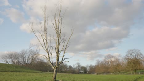 Ein-Malerischer-Tag-Im-Park,-Mitten-In-Einer-Stadt