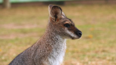 Junges-Rotes-Riesenkänguru-Auf-Einem-Feld-Ist-Aufmerksam---Isoliertes-Porträt