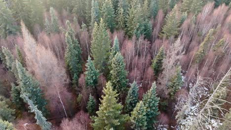 Slow-drone-flight-over-a-wintery-forest