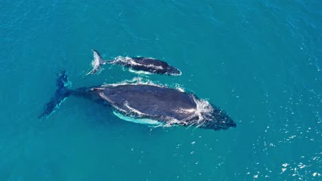 Close-up-aerial-view-of-a-restful-pair-of-humpback-whales,-a-mother-and-calf,-as-they-lazily-float-near-the-surface-resting