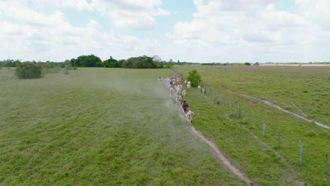 Aerial-shot-of-a-herd-of-cows-in-Arauca,-Colombia-grazing-on-a-sunny-day