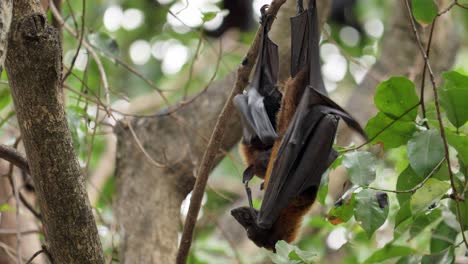 Bat-hanging-on-tree-in-the-forest-at-daylight-"Lyle's-flying-fox