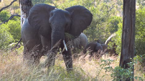 Eine-Herde-Elefanten-Grast-Und-Ernährt-Sich-Elegant-Von-Der-Vegetation-Im-Buschland-Der-Savanne-Im-Krüger-Nationalpark-In-Südafrika