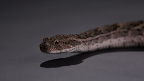 Puff-Adder-snake-moving-across-grey-groud---close-up-on-face