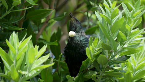 Un-Pájaro-Tui-Nativo-De-Nueva-Zelanda-Cantando-En-Un-árbol-En-La-Isla-Norte-Con-La-Lengua-Fuera