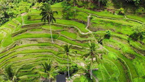 Verdes-Y-Exuberantes-Terrazas-De-Arroz-De-Tegallalang-En-La-Isla-De-Bali,-Indonesia.