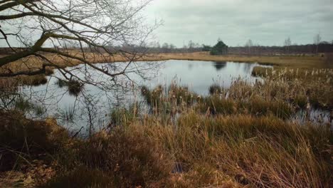 Beautiful-lake-between-grass-dune-and-heath-during-winter-wide-total-fixed