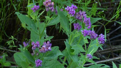 Clusters-Of-Marsh-Fleabane-Flower-Heads-In-Bloom-In-Maryland,-USA