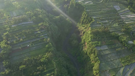Spectacular-aerial-view-of-a-tropical-ravine-between-agricultural-field