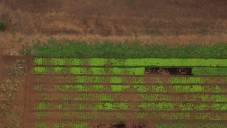 Wüstenumgebung,-Oase-Für-Gemüseanbau,-Brasilianische-Landwirtschaft