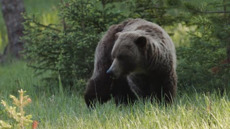 A-large-brown-grizzly-bear-is-seen-standing-in-a-lush-green-forest,-surrounded-by-tall-trees-and-ferns