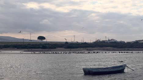 A-marine-scene-unfolds-with-a-flock-of-birds-and-a-fishing-boat-resting-on-the-water's-surface,-captured-on-a-cloudy-day