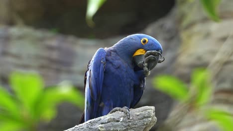Hyacinth-macaw,-anodorhynchus-hyacinthinus,-perched-atop,-biting-or-grooming-its-foot-due-to-irritation,-infection,-discomfort,-stress,-medical-issues,-or-behavioural-problems,-close-up-shot