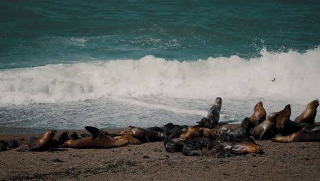 Sea-Lions-In-The-Beach-Where-Orcas-Killer-Whale-Hunts-For-Prey-At-Peninsula-Valdes,-Patagonia,-Argentina