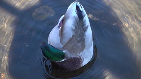 A-mallard-or-wild-duck-in-the-Lincoln-Park-Zoo