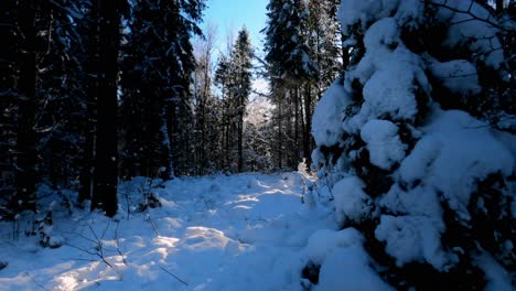 Snow-falling-in-forest-from-tree-branches-like-magic-dust