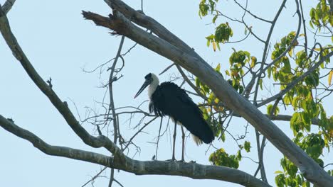Seen-from-its-side-shaking-its-feathers-and-wings-to-get-rid-of-the-summer-dust-on-its-body,-Asian-Woolly-necked-Stork-Ciconia-episcopus,-Near-Threatened,-Thailand