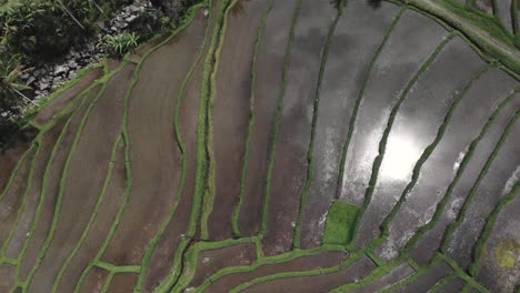 Top-view-of-rice-field-terraces,-lines,-and-water-flying-over-a-hill