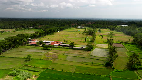 Vogelperspektive-Auf-Leuchtend-Grüne-Reisfelder-In-Indonesien