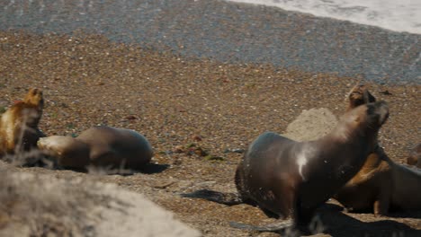 Schäumende-Wellen-Umspülen-Das-Ufer-Mit-Seelöwen-Auf-Der-Halbinsel-Valdes,-Patagonien,-Argentinien