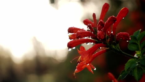 Orange-flowers-with-morning-dew-on-them