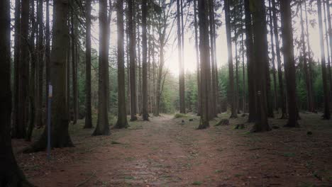 The-sun-shining-through-the-dark-forest