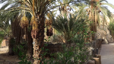 Sun-drenched-date-palm-oasis-with-hanging-fruit-clusters,-tranquil-and-lush