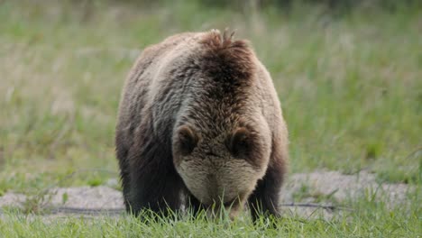 A-large-brown-grizzly-bear-is-seen-walking-across-a-lush-green-field