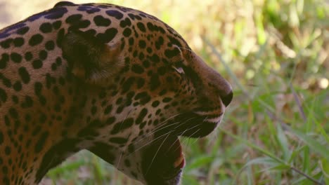 Closeup-of-a-male-jaguar-with-his-mouth-open-showing-his-fangs-and-tongue,-he-looks-towards-the-camera-and-approaches