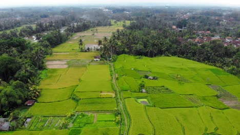 Vuelo-Sobre-Exuberantes-Campos-De-Arroz-Verdes-Y-Kayangan-Villa-Ubud-En-Bali,-Indonesia---Disparo-De-Muñeca-Con-Drones