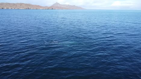 Whale-watching-in-Baja-California-Sur,-Mexico-with-grey-whales-visible-in-blue-waters