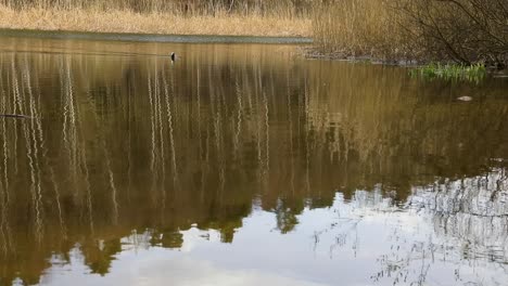Eine-Ente-überquert-Einen-Kleinen-Teich-Im-Ländlichen-Deutschland
