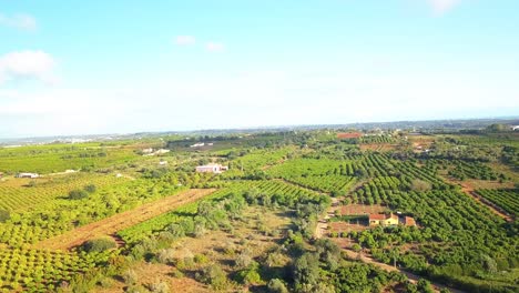 Toma-Cinematográfica-De-Campos-De-Naranjas-En-Algarve,-Portugal